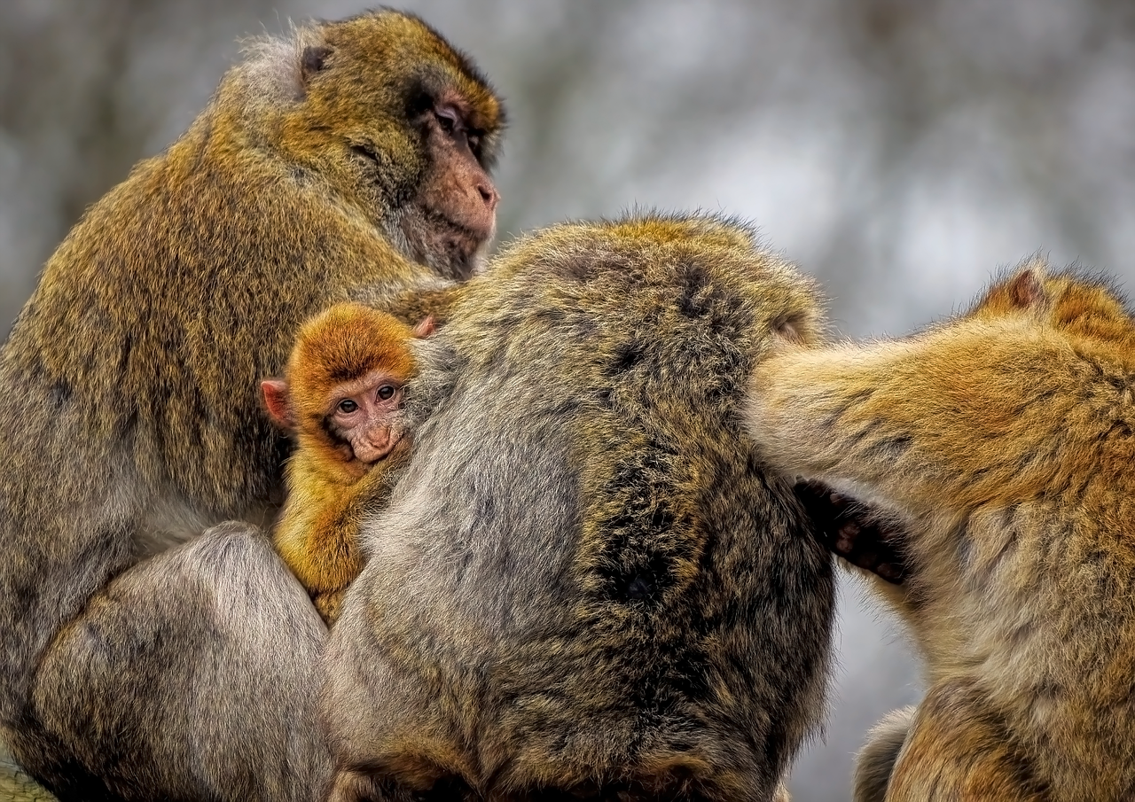 Monkey family photography