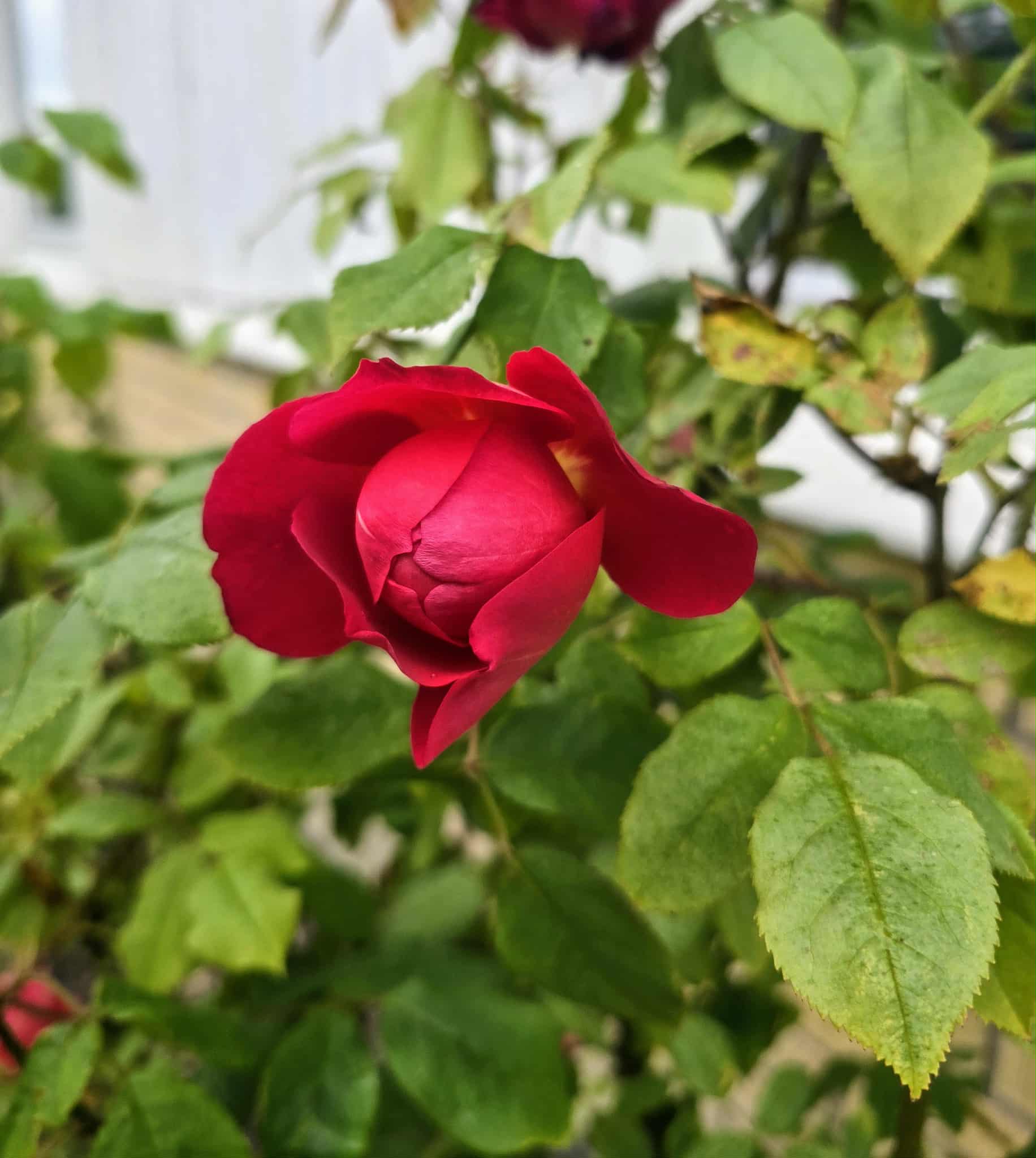 Flower photography
