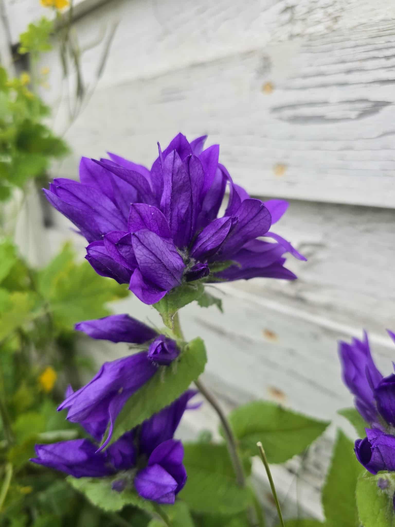 Flower photography