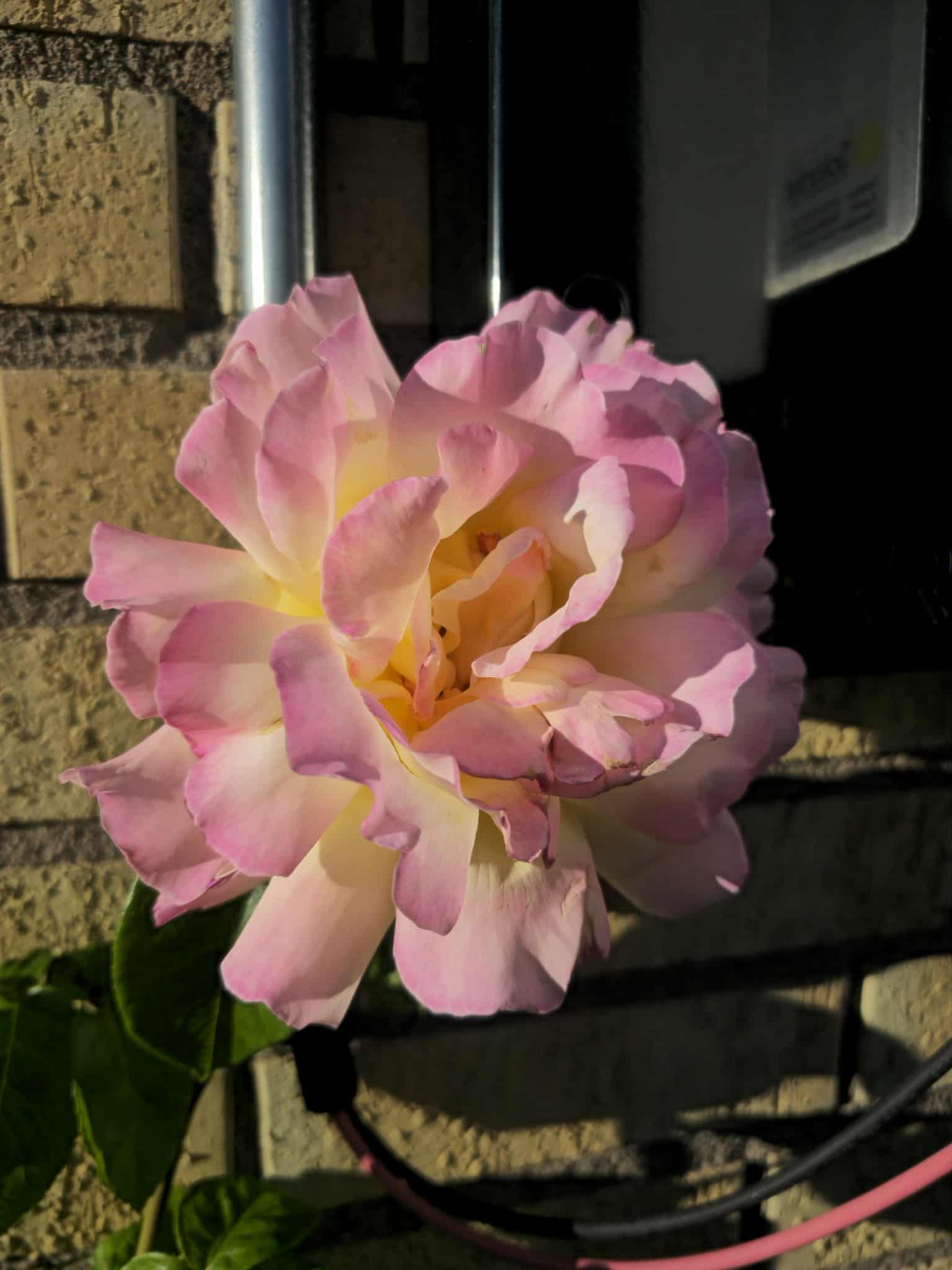 Flower photography