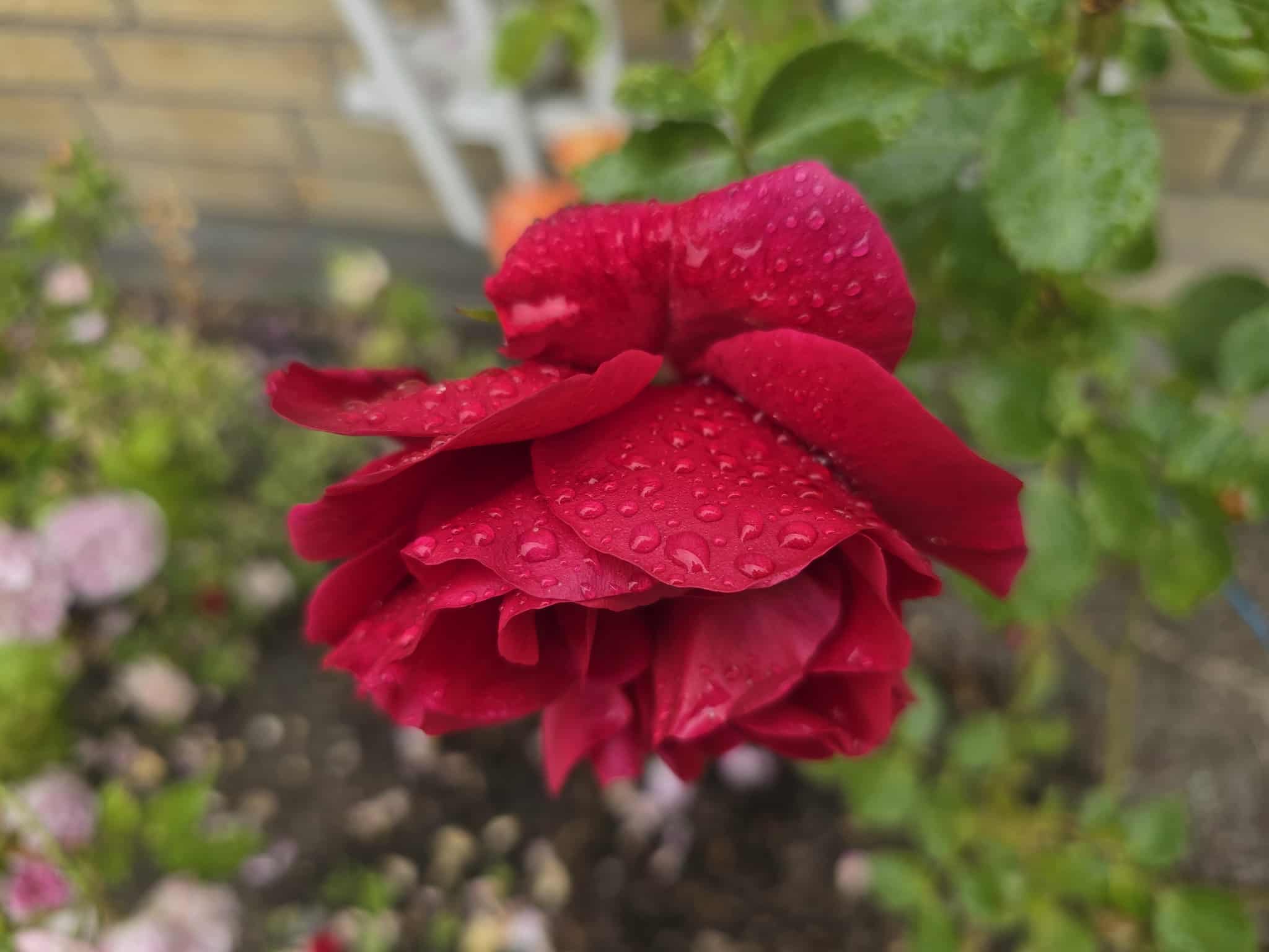 Flower photography