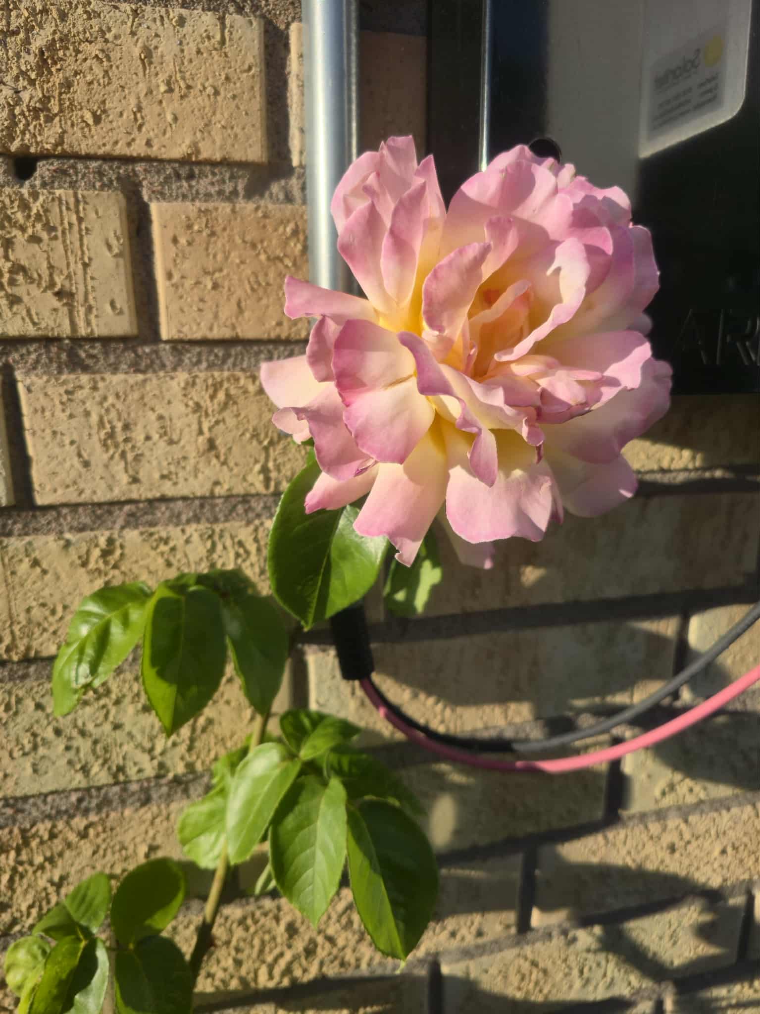 Flower photography