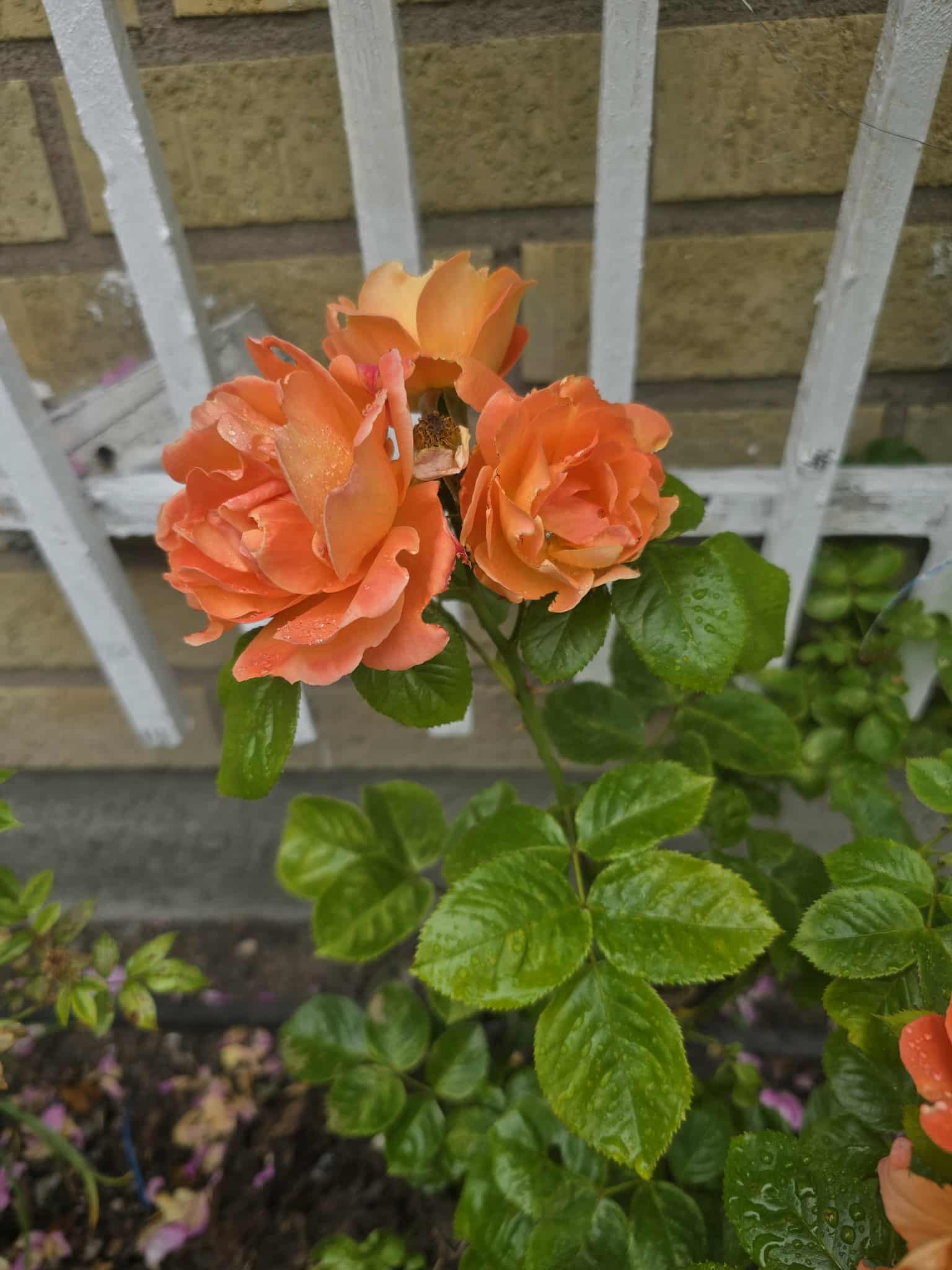 Flower photography