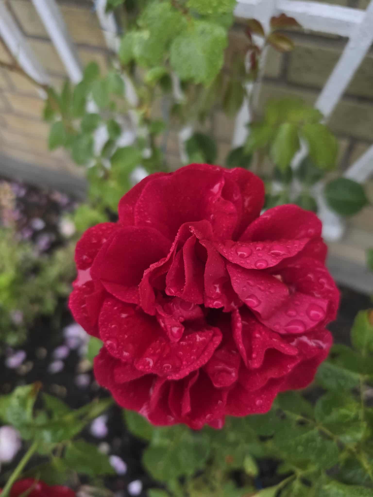 Flower photography