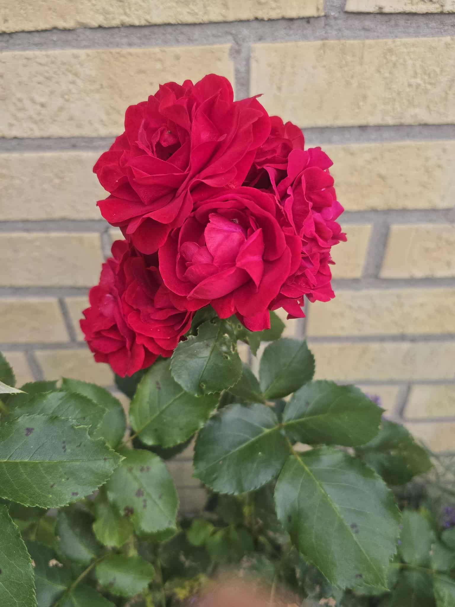 Flower photography