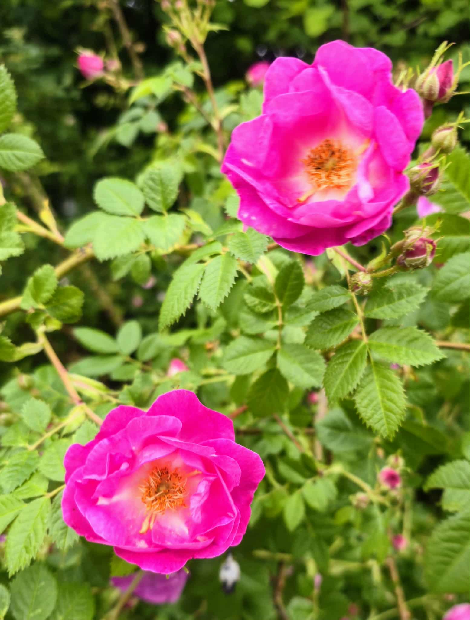 Flower photography