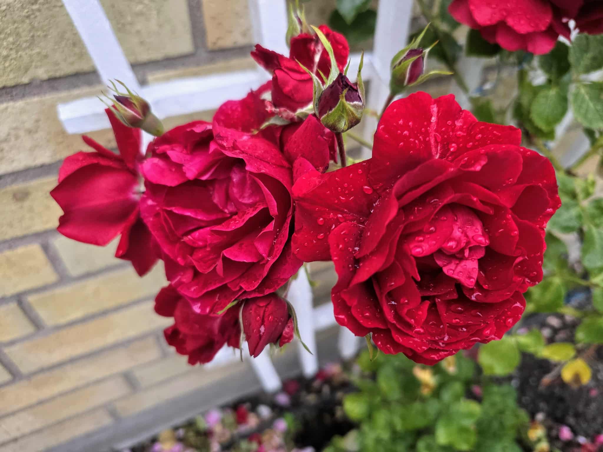Flower photography