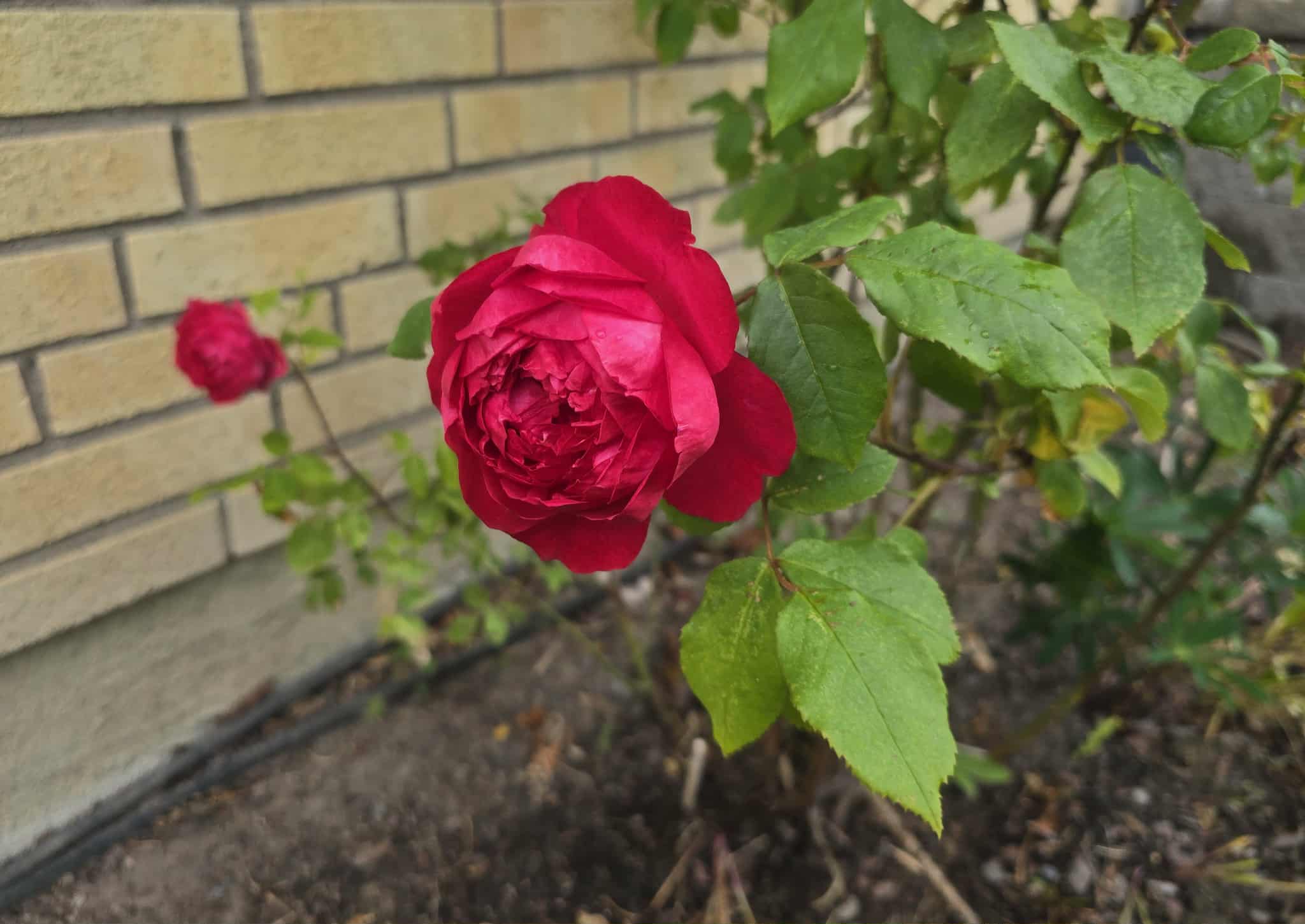 Flower photography