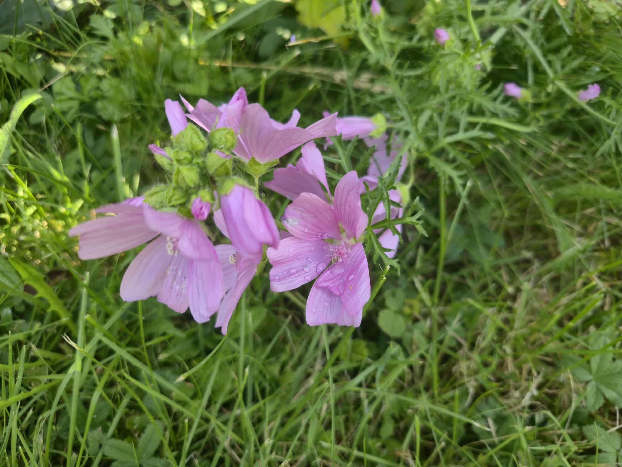 Flower photography