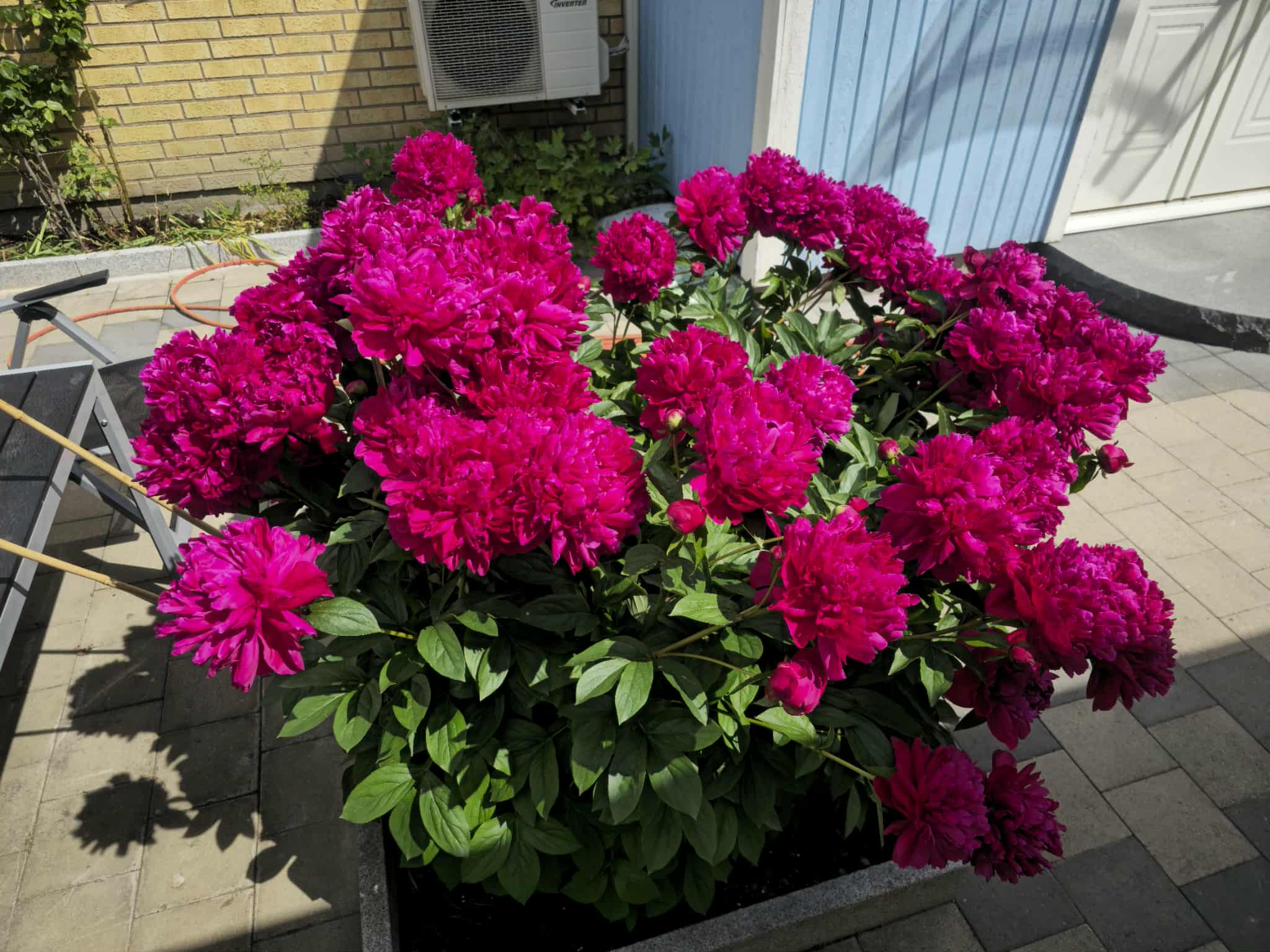 Flower photography