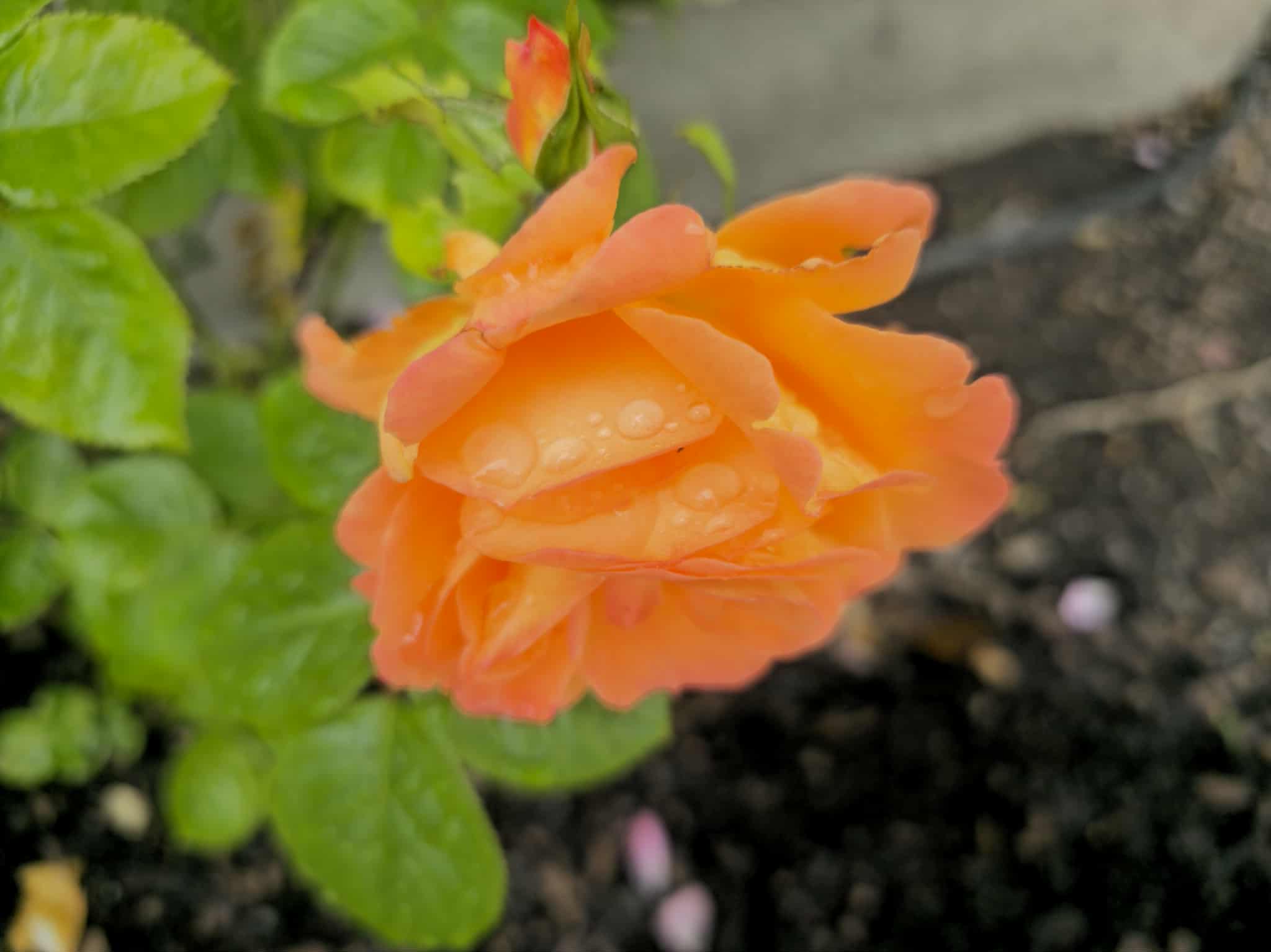 Flower photography