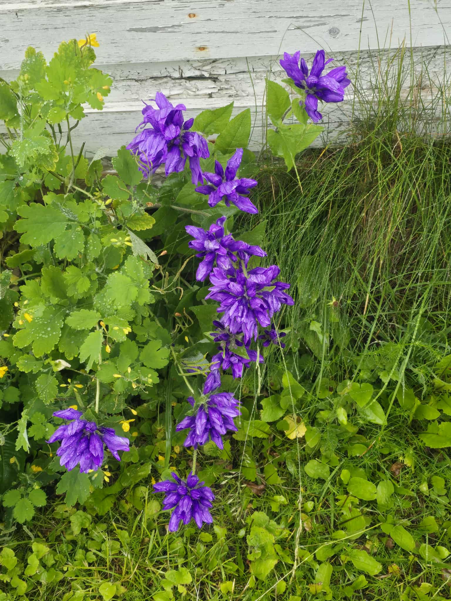 Flower photography