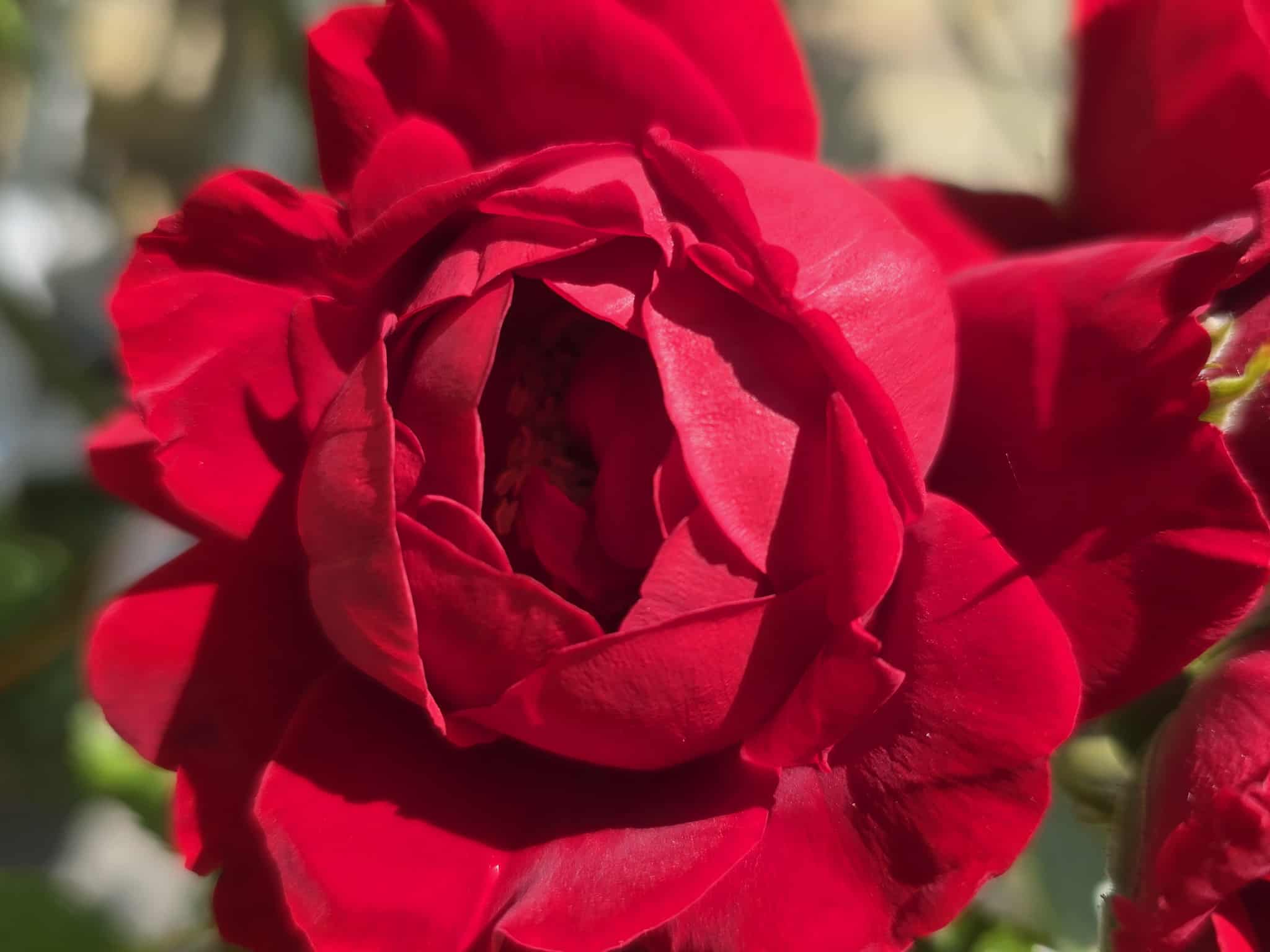 Flower photography