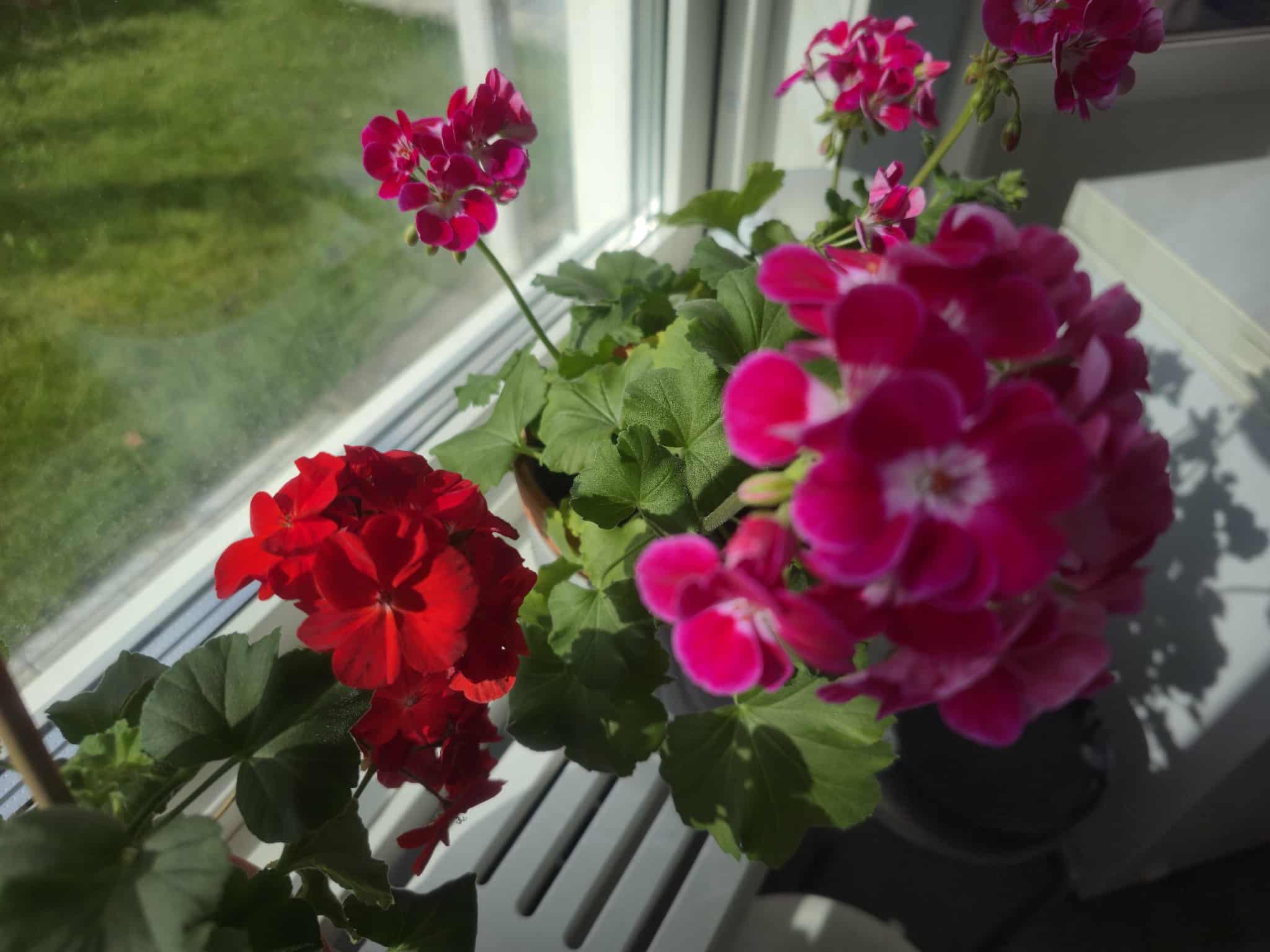 Flower photography