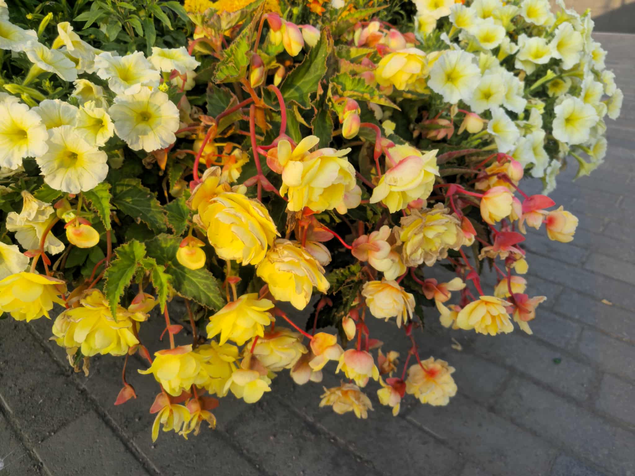 Flower photography