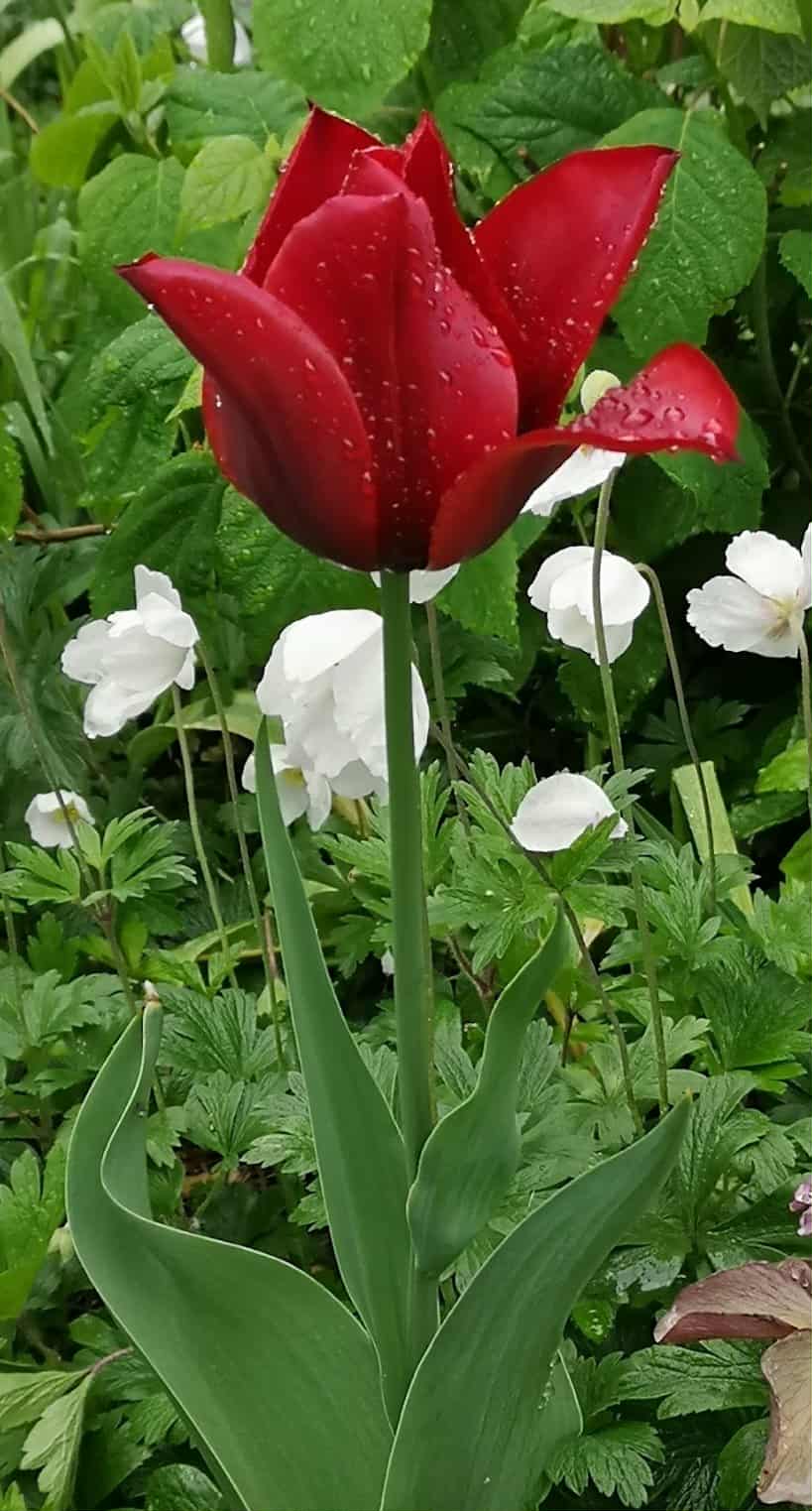 Flower photography
