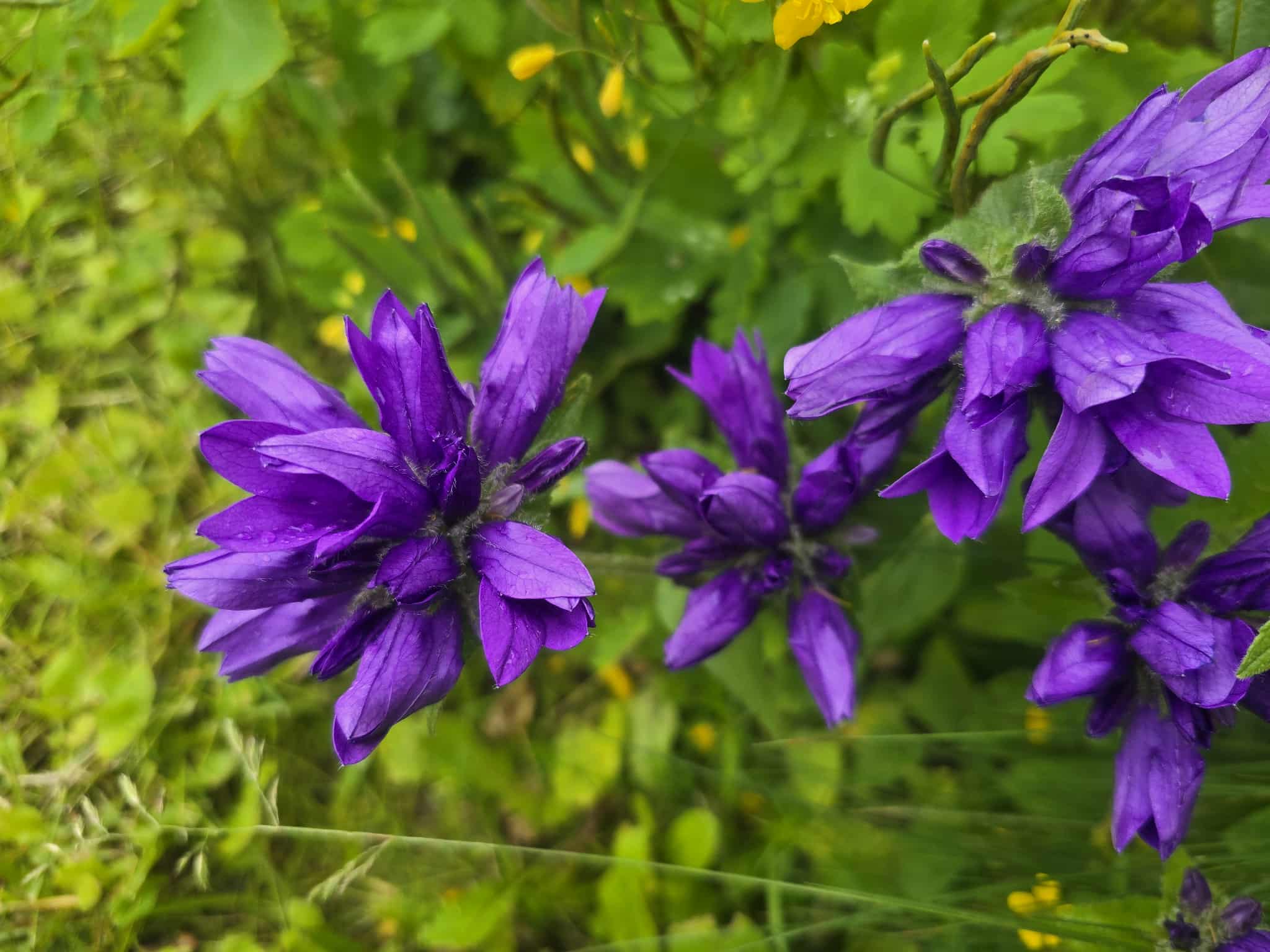 Flower photography
