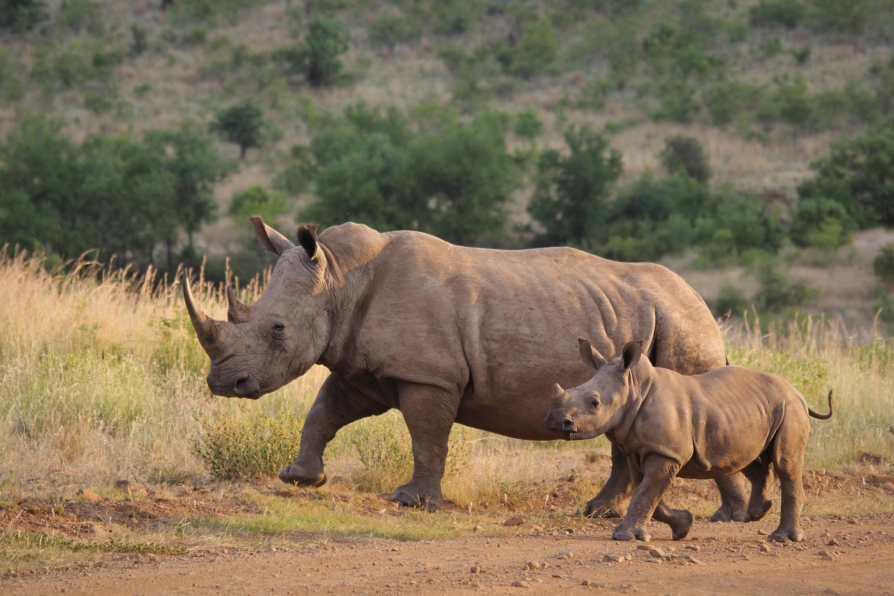 Rhino photography
