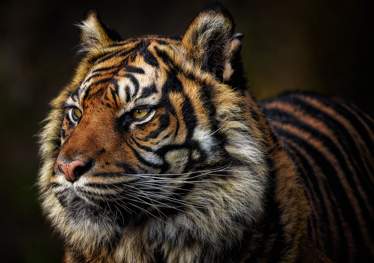Tiger photography